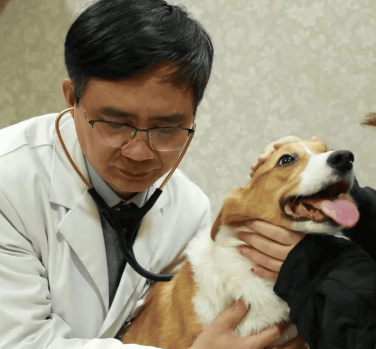 Corgi [Huge liver tumor] has seriously affected life