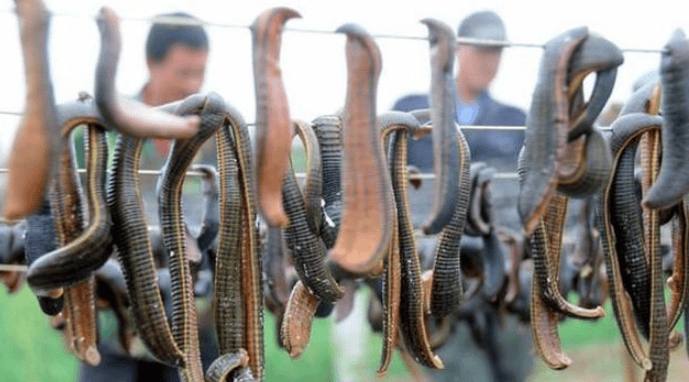 Eating habits of leech and plants they like to eat