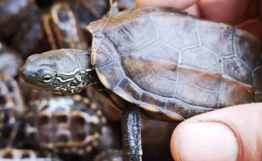 Warning: Feeding turtles these two foods is the easiest way to kill them, 95% of people don't know yet