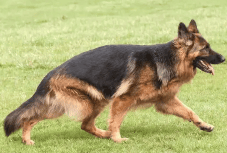  Picture comparison of the difference between black-backed dogs and German shepherds