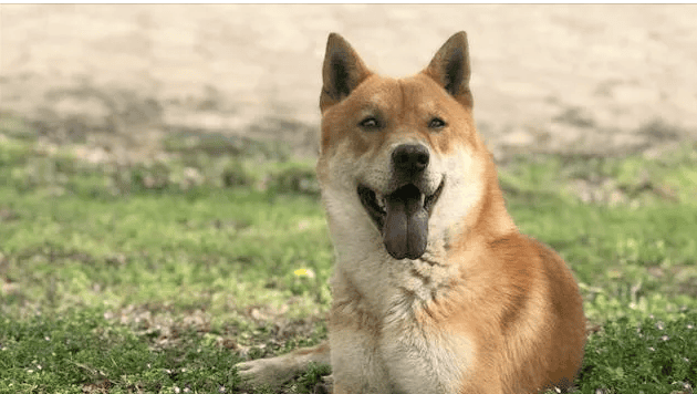 The 5 most spiritual dogs in the dog world. If you treat it well, it will remember it for a lifetime! /p><p>top3: Chinese Pastoral Dog</p><p>Lifespan: 15~18 years</p><p>Pastoral dogs can be seen everywhere in rural areas, and almost every household will have one. Only, it can help you look after your home and care for your home, and after you keep it for a long time, you will find that it is very humane. With a look or an action, it will understand what you want to express. </p><p>Even if you usually go out to play by yourself, you will come back on time and will not let you worry. Moreover, it is very easy to feed and will eat whatever you give it. Moreover, pastoral dogs are very loyal. If you treat them well, they will remember them. lifetime! Don't you love it? </p><p>Notes on raising pastoral dogs: Pastoral dogs are lively by nature. If you keep them in the city, remember to take them out for walks more often to help consume excess energy. This way, it will not be easy to break up the house! </p><p>top2: Border Collie</p><p>Lifespan: 11~16 years</p><p>Border Collie ranks first in IQ and is the smartest dog in the dog world, and there are many People say that dogs are dogs, and border collies are border collies. They always don’t like to play with dogs, but they like to play with people! </p><p>Many people say that Border Collies are not loyal, but that is not true. They are just enthusiastic and friendly to others. If you are really kind to them, they will remember you for the rest of their lives and treat you as their master for the rest of their lives! </p><p>Notes on raising the Border Collie: The Border Collie is very smart, so it is even more important to train it well to prevent it from looking down on you in the future. During training, the Border Collie may not pay attention, so you can use snacks to attract it! </p><p>top1: Labrador Retriever</p><p>Lifespan: 9~13 years</p><p>Labrador Retriever has been rated as a non-aggressive dog breed for many years. People are really friendly, so their breeding rate is also very high. If you are nice to them, they will repay you by helping you get express delivery, taking care of children, etc.! </p><p>Labrador is relatively late to mature, so you may need to be more tolerant in the early stage. After it is two or three years old, it will be more angelic, and you will feel that you have gained a well-behaved and sensible dog. dog. </p><p>Precautions for raising Labradors: Labradors, also known as Labrador pigs, are very edible. With 30 pounds of dog food a month, the food expenses are still quite high. Yes, if you want to reduce the financial burden, you can choose a cost-effective dog food for it. </p>                        
        </div>
        <!-- 上下页 -->
        <div class=