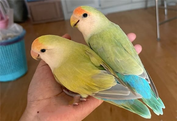  Are peony parrots easy to raise? Can they tolerate cold?