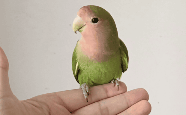 Green Peach Parrot Breeding Methods and Precautions