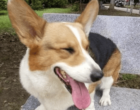  The discoloration process of the yellow-headed tri-color Corgi