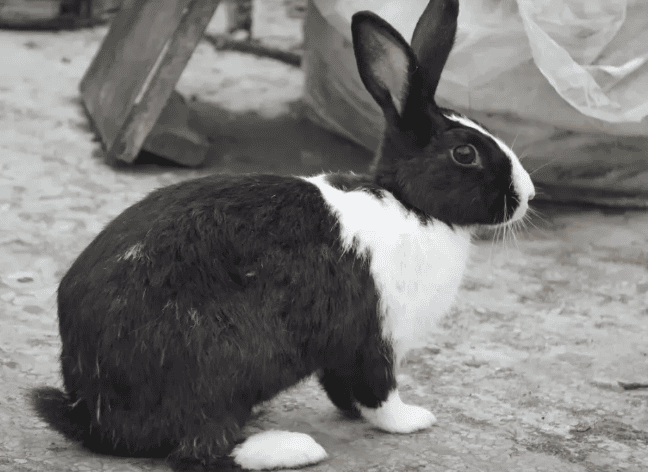 How to clean rabbits Clean up ear mites! 