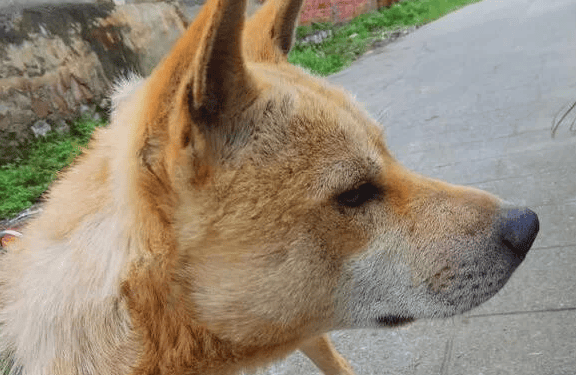 How big can a Guangxi native hound be