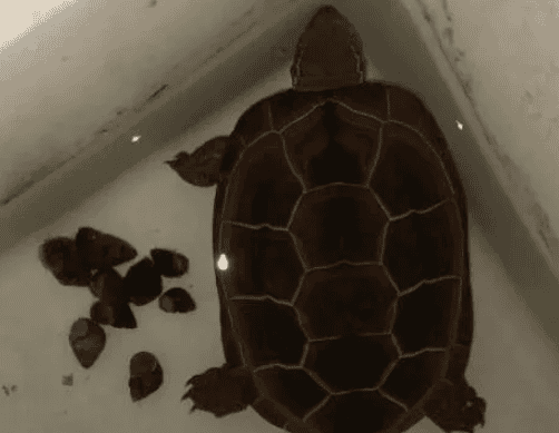 My experience in raising turtles during the New Year tells you that if a turtle appears in these 6 situations, don’t ignore it! It’s asking you for help.