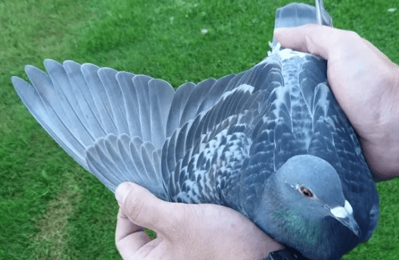 Read this article and you will become a master of pigeon racing! 