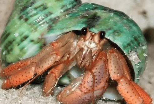  What do hermit crabs look like? Learn more