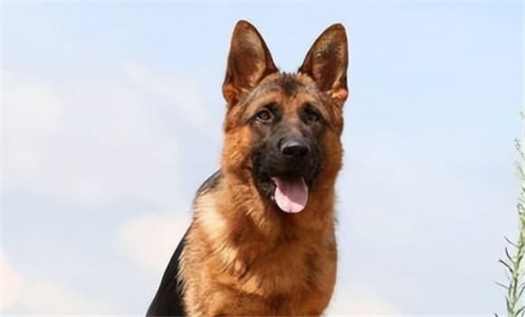 How old are military dogs? Retirement at the age of 