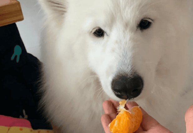 Can dogs eat oranges