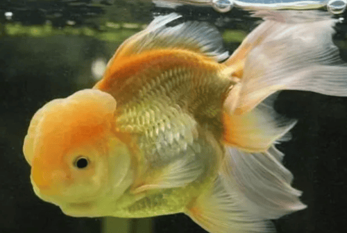 Why did goldfish lose their swim bladder? 