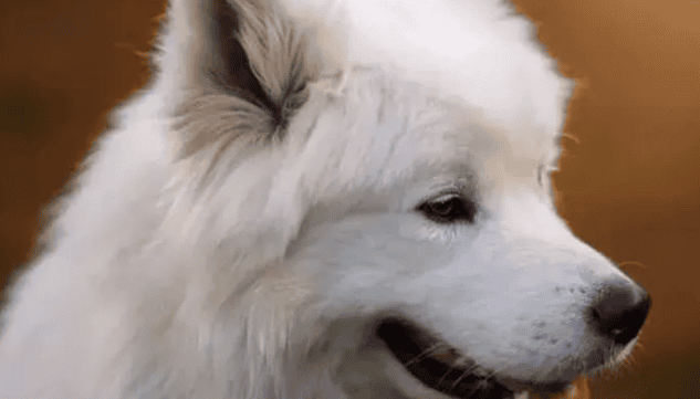 Samoyed is a charming dog breed