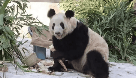 Giant Panda Yaya celebrates the New Year: Presenting the latest food broadcast