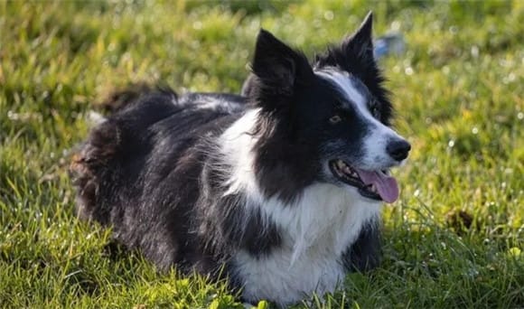 What are the advantages and disadvantages of the Border Collie?