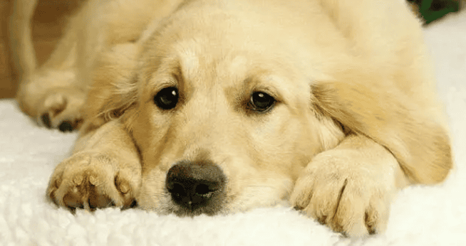 How smart is a Golden Retriever? He can read people's words and help the owner run errands