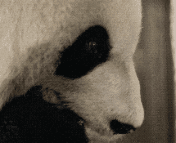 How will the appearance of giant pandas change when they grow old? ｜The Retirement Life of Giant Pandas