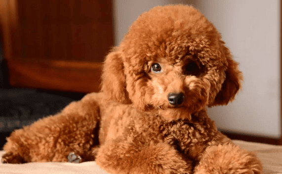 What color is the most expensive Teddy dog? What color is the Teddy dog? Better