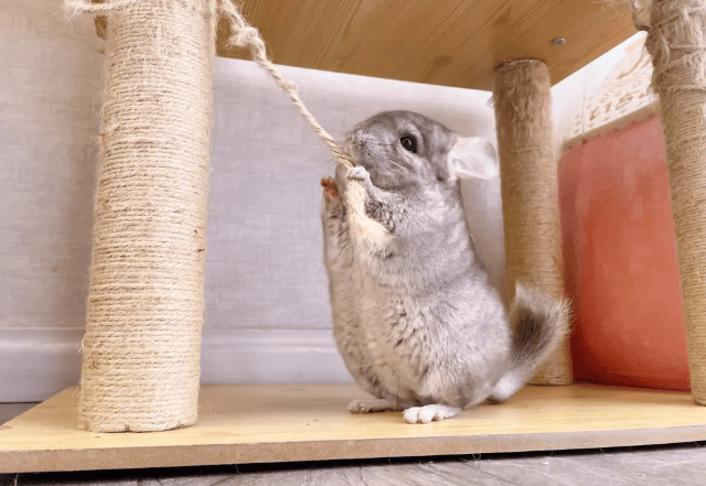 The maximum size that chinchillas can grow is not separated from the owner's feeding method