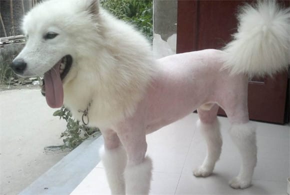 Do dogs get cold after shaving?