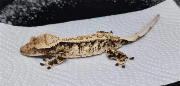 Ciliary Gecko— Complete Guide to Breeding and Breeding