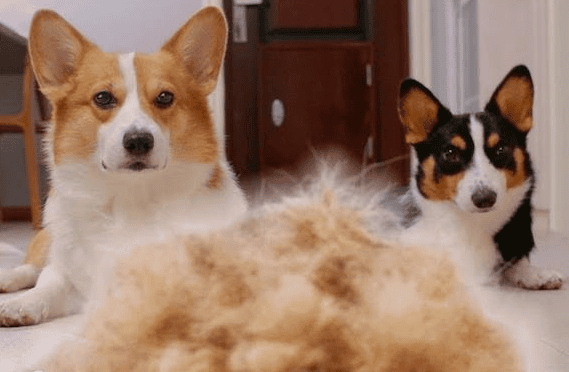 Can a short-haired Corgi give birth to a long-haired Corgi?