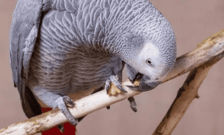 Human food = parrot poison? Let's find out