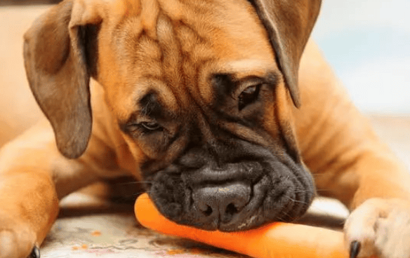 The eight kinds of food that are good for dogs are not expensive anyway. Have you fed them? /p><p>1. Animal liver</p><p>Animal liver contains protein, vitamins A, B1, B2, B12, C, iron and other nutrients. It is cheap and easy to obtain in daily life. It is undeniable that animals Nutritional value of liver. </p><p>However, it is not advisable to eat too much animal liver. Feed it two or three times a week and mix it with dog food to avoid vitamin A poisoning. </p><p>2. Oats</p><p>Oats have very high nutritional value, and the dietary fiber content in oats is very high, which is very helpful for Teddy’s gastrointestinal digestion. </p><p>For Teddy who suffers from constipation, if he adds oatmeal to his diet, he should have a very good improvement effect. </p><p>3. Chicken breast</p><p>It has a high protein content and is easy to be absorbed and utilized. It has the effect of enhancing physical fitness. It is also of great benefit to dogs and can protect them. It can improve the quality of hair growth, make hair grow faster, improve hair splitting, and supplement nutrients to strengthen bones. </p><p>But remember, chicken breasts need to be cooked before they can be eaten by dogs, otherwise it is easy to get parasites into their stomachs. You can usually feed some chicken jerky, which can also help clean your teeth. </p><p>4. Carrot</p><p style=