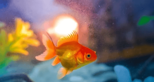 How to choose suitable food for goldfish in spring, recommend these five kinds of bait