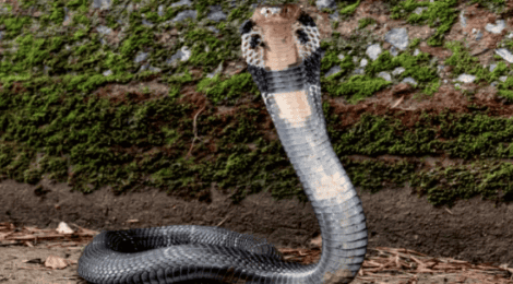 What kind of snake is the black snake? Let's find out together