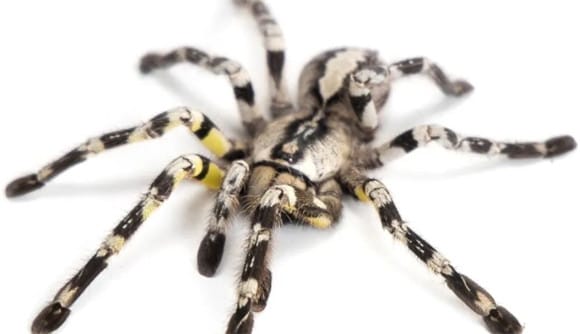 The top ten most poisonous spiders in the world, you can't survive a bite for 15 minutes