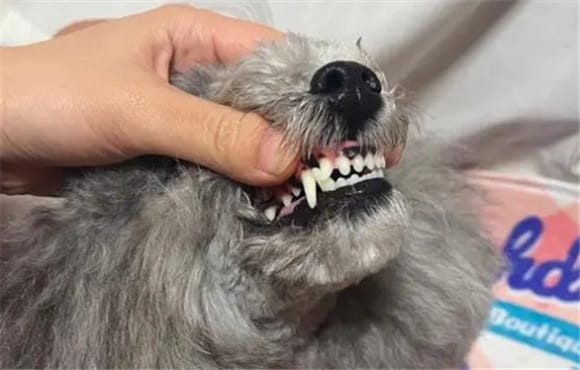 Dogs How to remove dental calculus