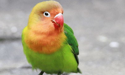 The rarest Peony Parrot