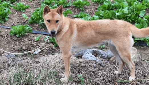 Guangxi native hounds Is it easy to raise a hound?