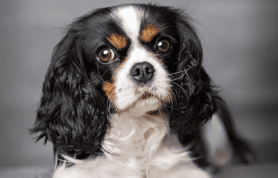 What is the name of the King Charles Spaniel? It is affable and energetic