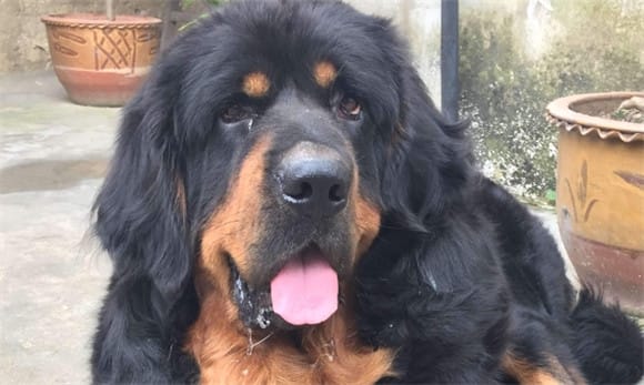  What kind of dog is the Tibetan Mastiff?