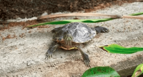 How to judge whether a turtle is healthy? You can start from these 4 points