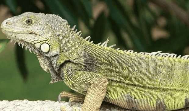 Can green iguanas have feelings and recognize their master?