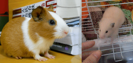 Guinea Pig VS Hamster, can you really tell the difference? The difference is beyond imagination! 