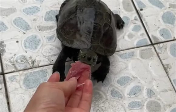 To be honest, if a turtle has these four behaviors, it means you are an excellent turtle breeder! 1. You can catch food in your hand</p><p>Holding food in your hand can call the turtle. When a tortoise can take food from your hand, it means that it has a high degree of trust in you and has regarded you as its friend and partner. You know, turtles are naturally timid animals. When they feel uneasy about the outside world, they will become 