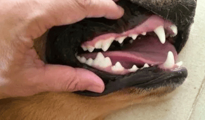  Dog What to do about loose teeth