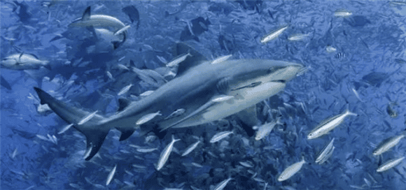 Shark expert: Three-quarters of shark species are on the verge of extinction, which is also a 