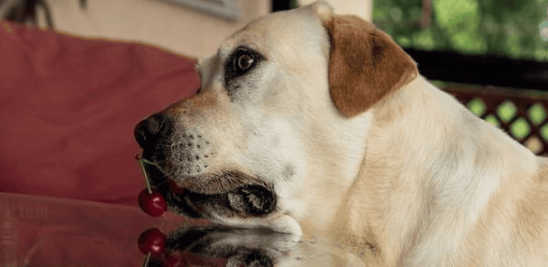 Can dogs eat cherries