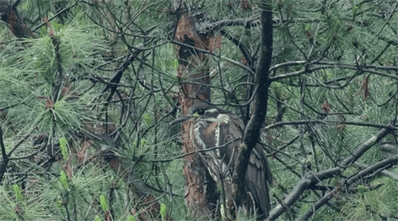 Hainan tiger-spotted platypus was discovered in Lianshan, Guangdong, known as the most mysterious bird, its mystery is not just because of its rarity