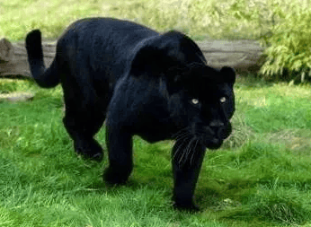 What is the name of a dog that looks like a panther