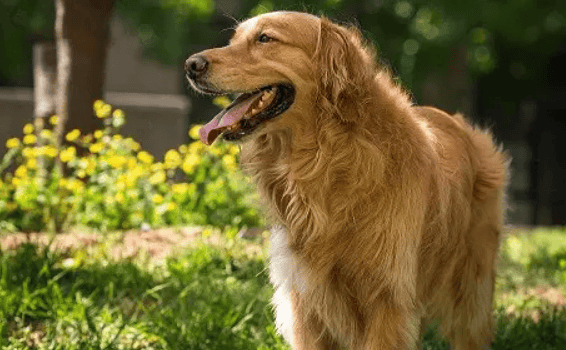 How many pounds can a golden retriever grow? How many years can it live? One article to understand Golden Retrievers! 