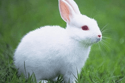 E. coli, a common disease in rabbits 