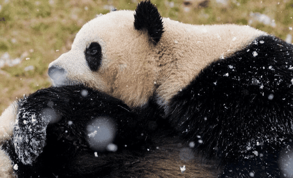 How long do giant pandas live? Come and find out