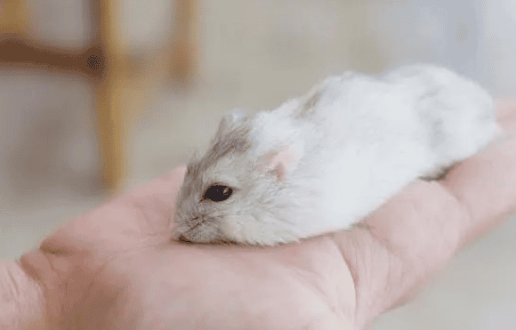 The difference between golden bears and hamsters revealed: let you relax Identify the identity of cute pets