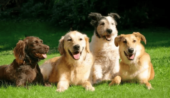 Do you know the meanings of different barks of dogs? 